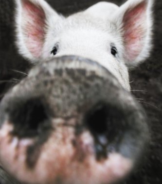 Closeup Of A Pig's Nose clipart