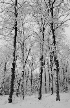 Kış Harikalar Diyarı
