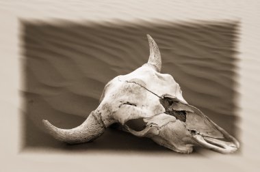 Skull In Desert clipart