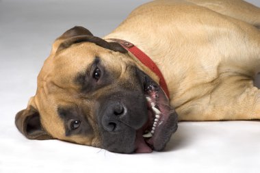 Bull mastiff köpek yakın çekim