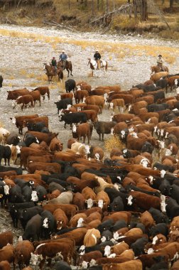 Kovboyların sığır geçen hafta Güney alberta Kanada
