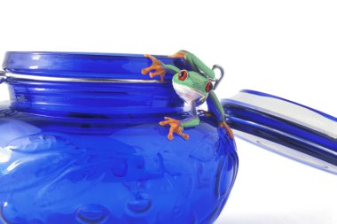 Frog Hanging On A Jar clipart