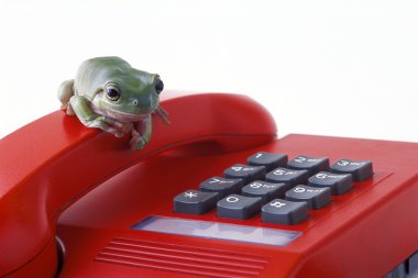 Frog On Telephone Keypad clipart