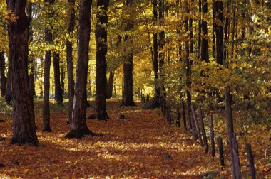 güzel sonbahar woodland