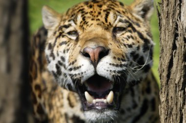 tatlı bir leopar