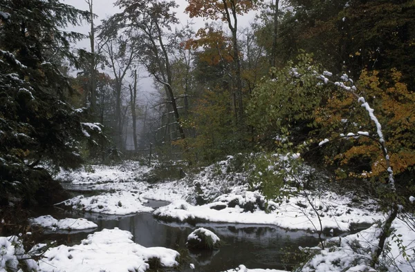 Water in bos — Stockfoto