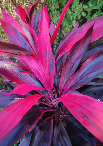 Uma planta tropical — Fotografia de Stock