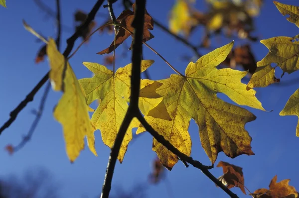 Hoja de otoño — Foto de Stock