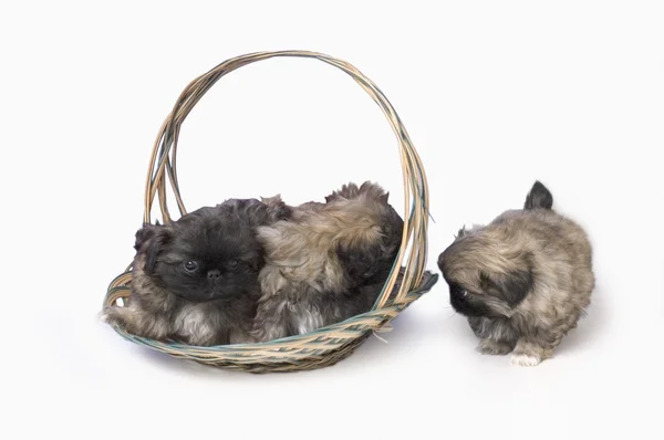 Pekingese Puppies In Basket — Stock Photo, Image