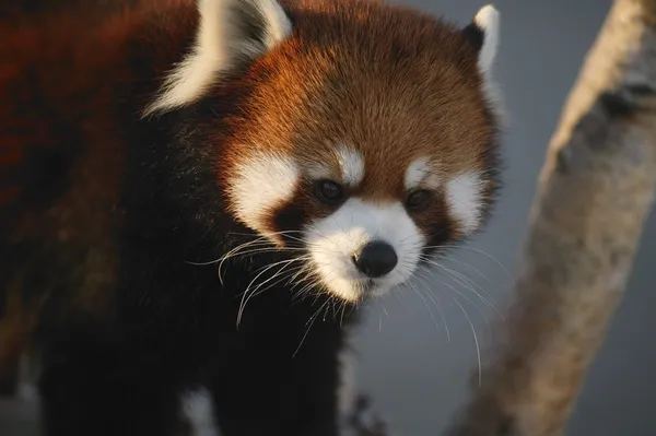 Červená panda — Stock fotografie