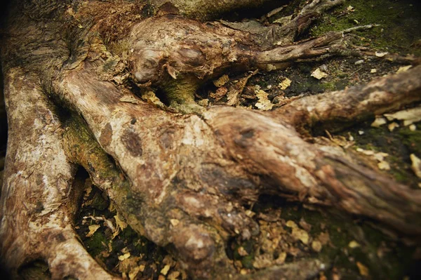 Raíz de árbol — Foto de Stock