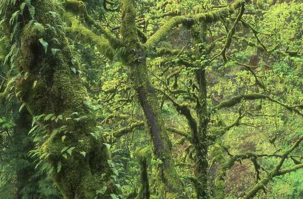 Gęste lasy, oregon, Stany Zjednoczone Ameryki — Zdjęcie stockowe