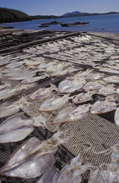 Calamari su rastrelliere di essiccazione — Foto Stock