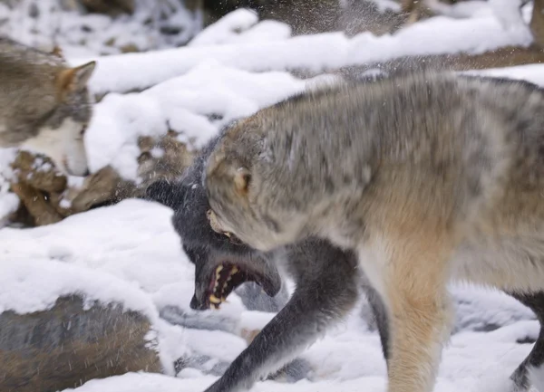 Lobo Snarling — Foto de Stock