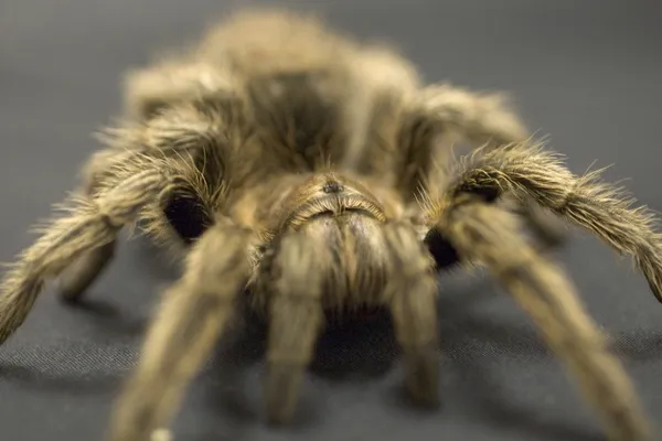 Una araña de tarántula grande —  Fotos de Stock