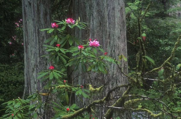 Çiçekli orman çalı — Stok fotoğraf