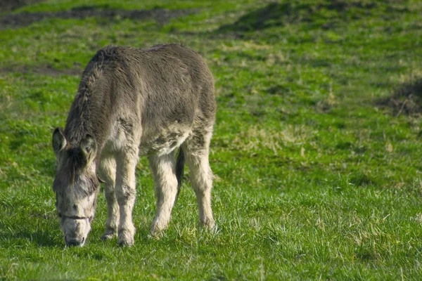 Gris burro pastoreo —  Fotos de Stock