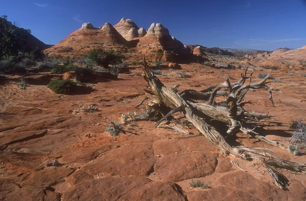 Desert Landscape — Stock Photo, Image