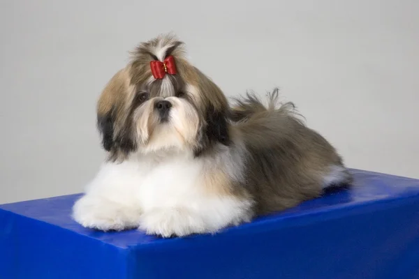 Porträt des shih-tzu Welpen — Stockfoto