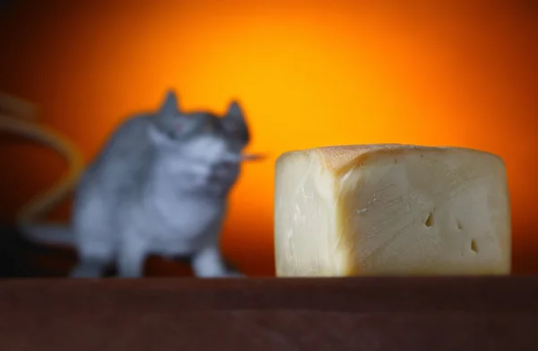 Pedazo de queso y rata en segundo plano — Foto de Stock
