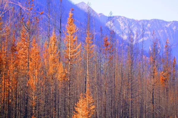 Верхушки деревьев осенью — стоковое фото