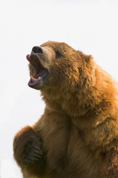 Urso com língua para fora da boca — Fotografia de Stock