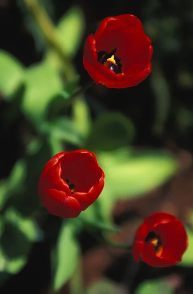 Červené tulipány — Stock fotografie