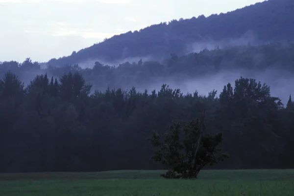 Лесной пейзаж с утренним туманом — стоковое фото