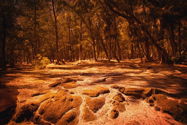 Bosque marrón y bosque — Foto de Stock