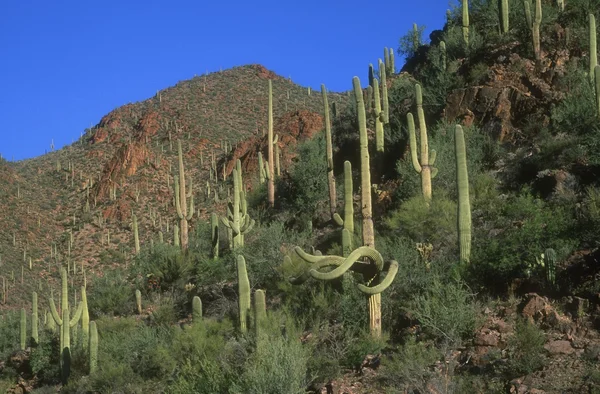 Cacti Crescimento — Fotografia de Stock