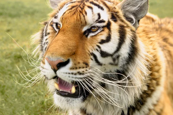 A Tiger\'s Head