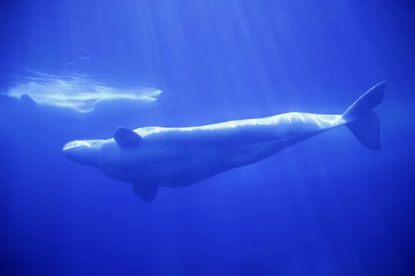 Ballenas — Foto de Stock