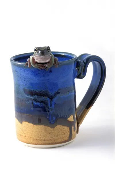 Frog Drinks Cup of Coffee — стоковое фото