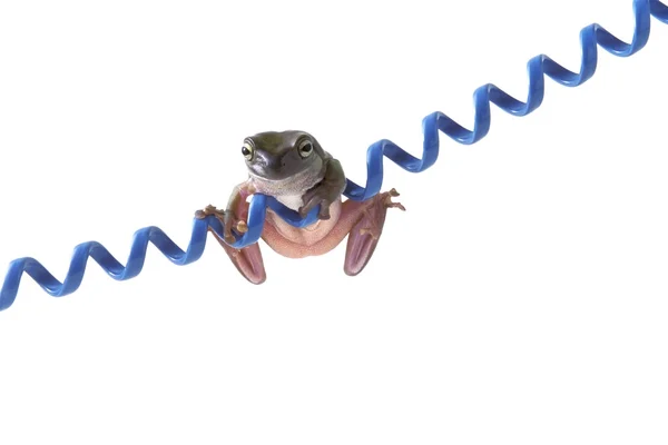 Frog Hanging On Blue Cord — Stock Photo, Image