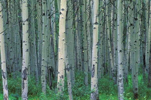 Una foresta di alberi — Foto Stock