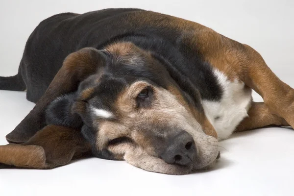 Basset hound dinlenme — Stok fotoğraf