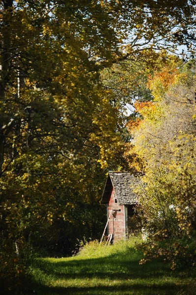 Alter Holzschuppen in Bäumen — Stockfoto