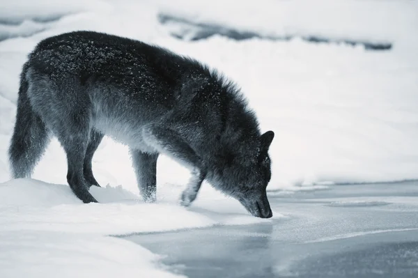 Loup buvant de la rivière — Photo