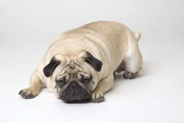 Unglücklicher Hund — Stockfoto