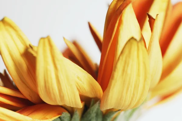 Een gele bloem, macro — Stockfoto