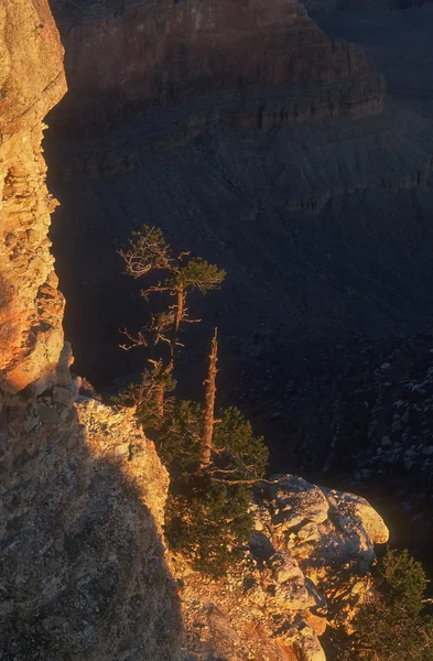 Un Bush solitaire sur une colline rocheuse — Photo