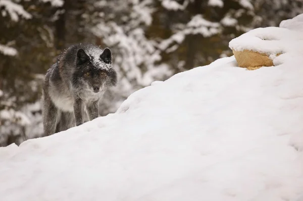 Wolf in nature — Stock Photo, Image