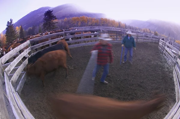 Cowboys in penna cattura mucca — Foto Stock