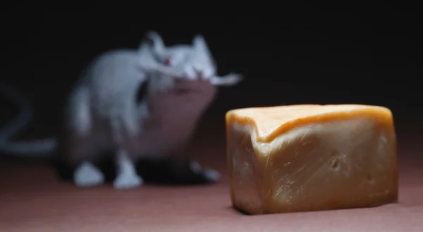 Piece Of Cheese With Rodent In Background — Stock Photo, Image