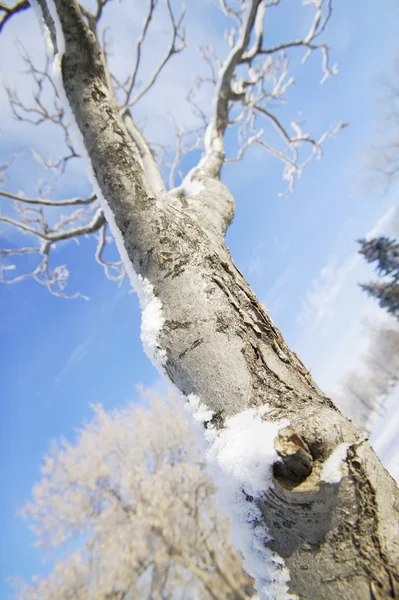 Uma árvore — Fotografia de Stock