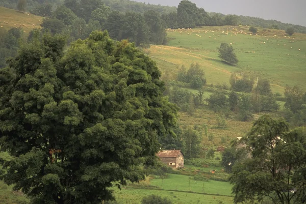 Groene glooiende heuvels — Stockfoto