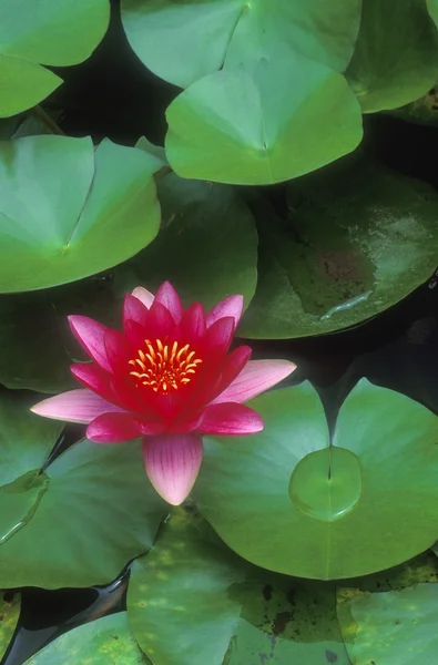 Pink Water Lily And Lily Pads — Stock Photo, Image