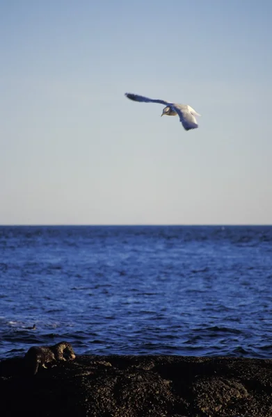 Seagull boven water — Stockfoto