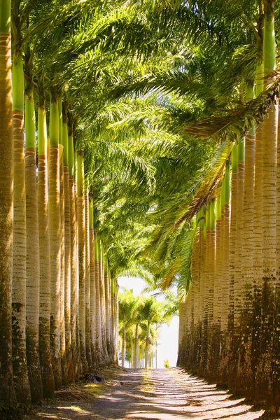 Rader av palmer — Stockfoto