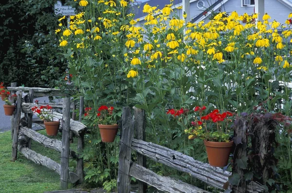 Le piante da giardino — Foto Stock